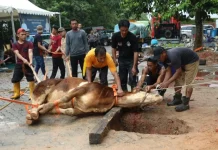 Momen Idul Adha 1444 H, BP Batam Sembelih Hewan Qurban dan Launching Tabungan Qurban