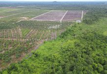 Kuasai Lahan HTI Milik PT SKR, PT RKT Dipolisikan