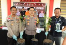 Tanam Pohon Ganja di Kebun, AA Ditangkap Satres Narkoba Polres Bintan