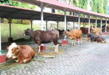 Dorong Semangat Berbagi, BP Batam Laksanakan Penyembelihan Hewan Qurban