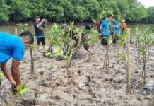 Jaga Kelestarian Lingkungan, PLN Batam Tanam 1.000 Pohon Mangrove di Pantai Nongsa