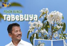 Seperti Vibes di Jepang, Bunga Tabebuya Bermekaran Sepanjang Pendestrian Batam Center