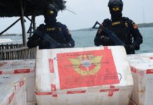 Lagi Penindakan, Bea Cukai Gagalkan Penyelundupan 275.000 Benih Lobster Tujuan Malaysia