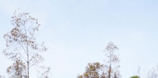 Tinjau Kebakaran Hutan di Nongsa, Ariastuty Imbau Masyarakat Waspadai Setiap Tindakan